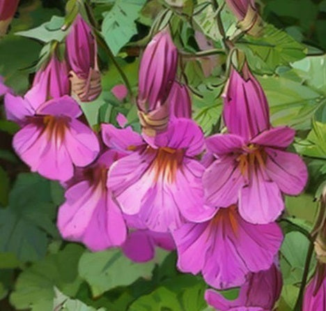 Chinese Foxglove Seeds - Rehmannia angulata 'Rosy Purple' - The Bamboo Seed