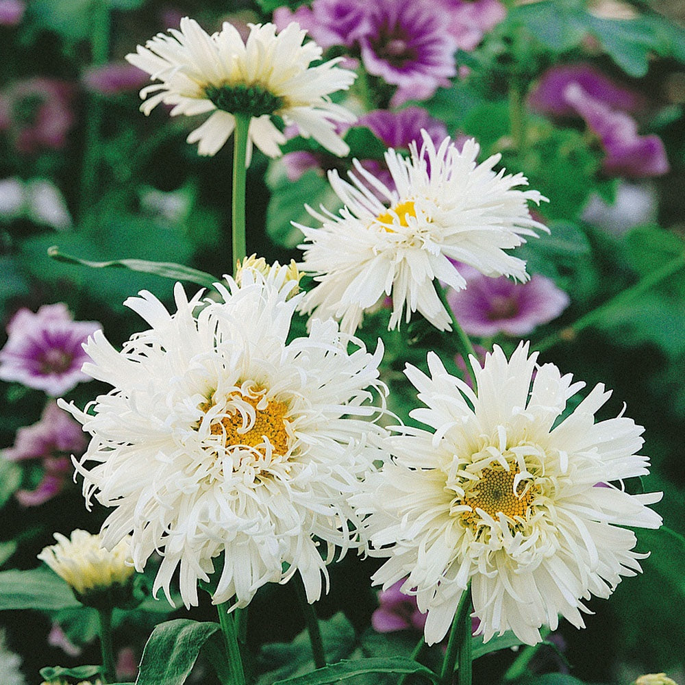 Shasta Daisy Seeds - The Bamboo Seed