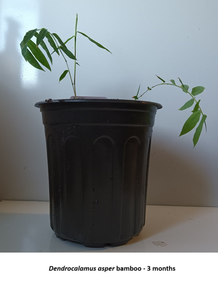 Grow bamboo seed - Dendrocalamus asper bamboo