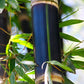 Dendrocalamus Asper Betung Hitam bamboo seeds for sale online
