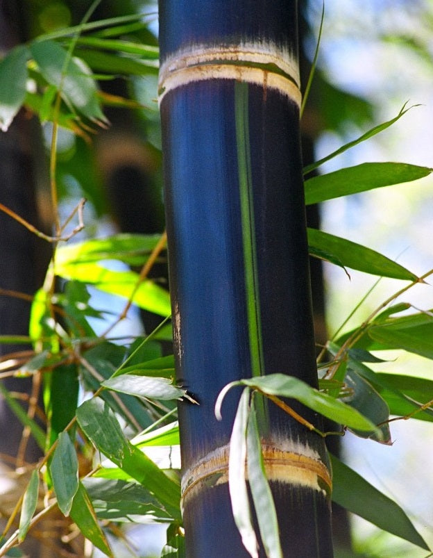 how to grow bamboo from seed - Asper bamboo seeds