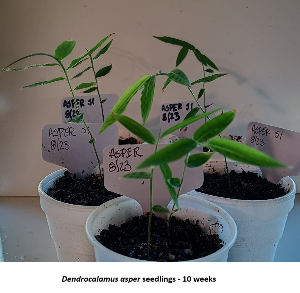 Grow bamboo from seed - Asper bamboo