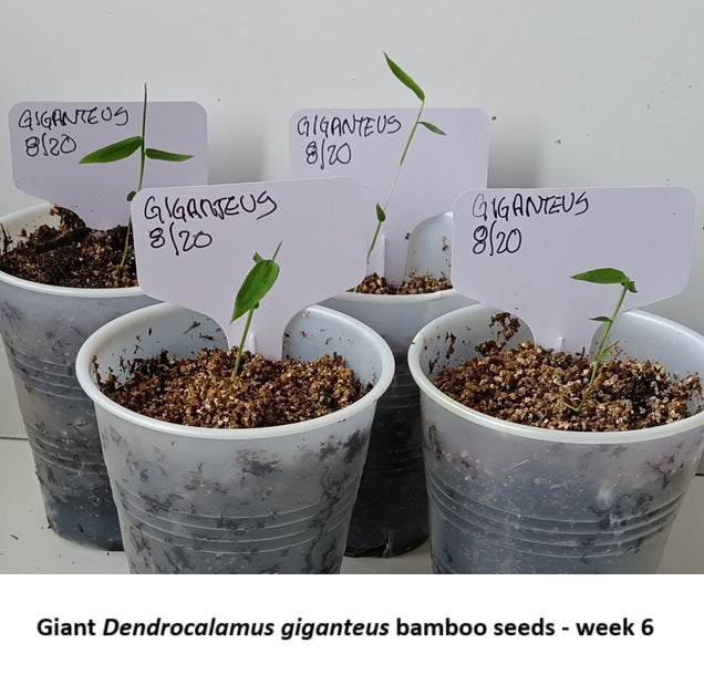 Bamboo seedlings for sale - Giant Dragon Bamboo