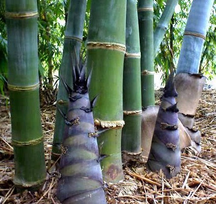Buy Bamboo Seeds - Giant Bamboo Seeds - The Bamboo Seed