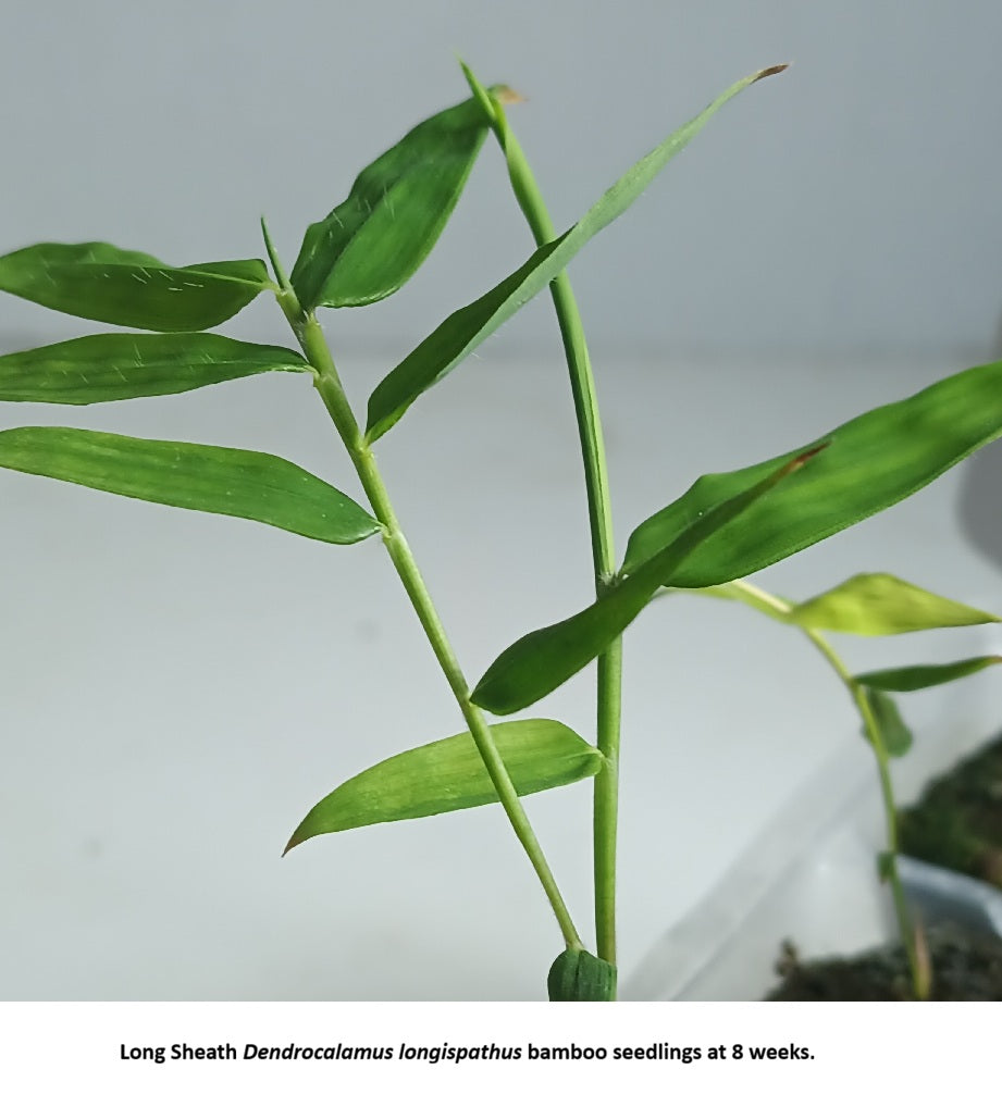 Long Sheath bamboo plants at 8 weeks