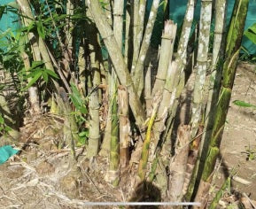Image of long sheath bamboo clumping