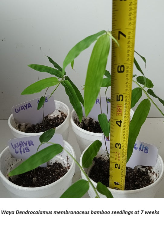 Germinate bamboo seeds for Waya bamboo