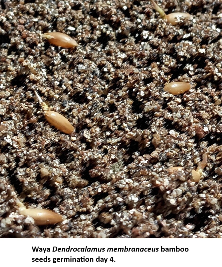 Germinating Dendrocalamus membranaceus bamboo seeds