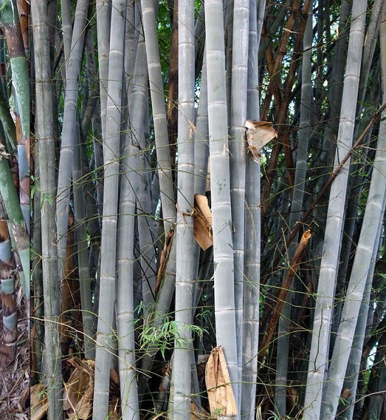 3 Variety Sampler Pack Tropical Bamboo Seeds - The Bamboo Seed