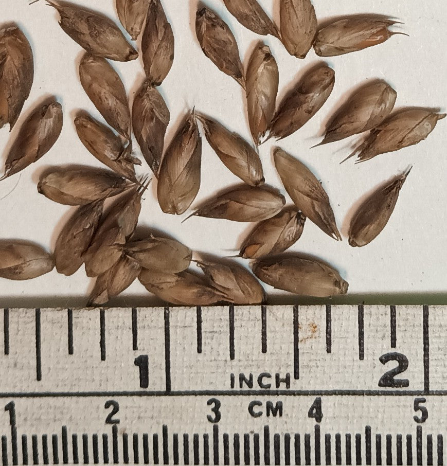 Giant Bamboo Seeds - Dendrocalamus membranaceus 'Grandis' bamboo seeds