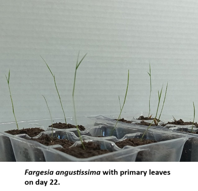 Fargesia bamboo seedlings with primary leaves