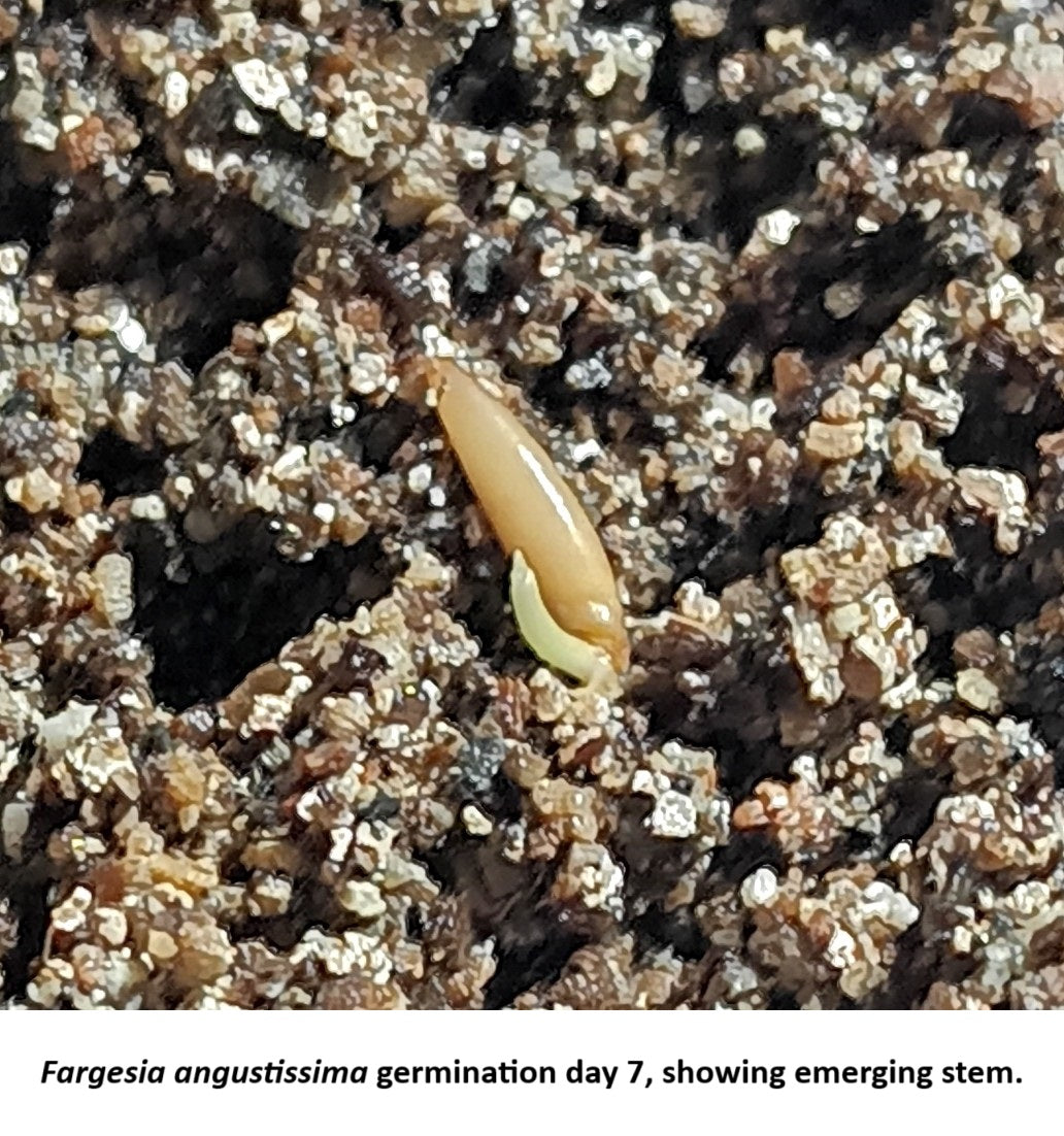 Fargesia angustissima bamboo seeds on day 7 germinating