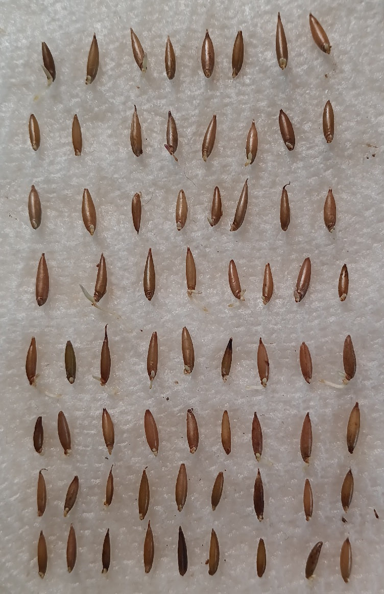 Frost Bamboo Seedlings (4-pak)