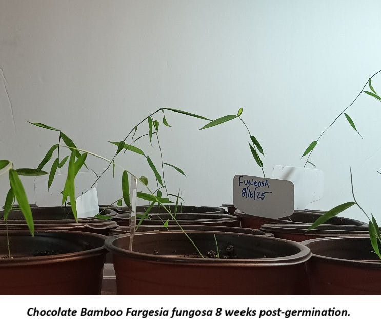 Chocolate Bamboo Fargesia fungosa bamboo seeds