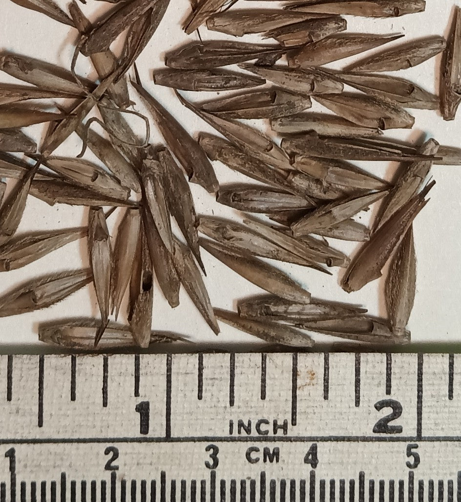 Clumping Bamboo Seeds - 'Chocolate Bamboo' Fargesia fungosa