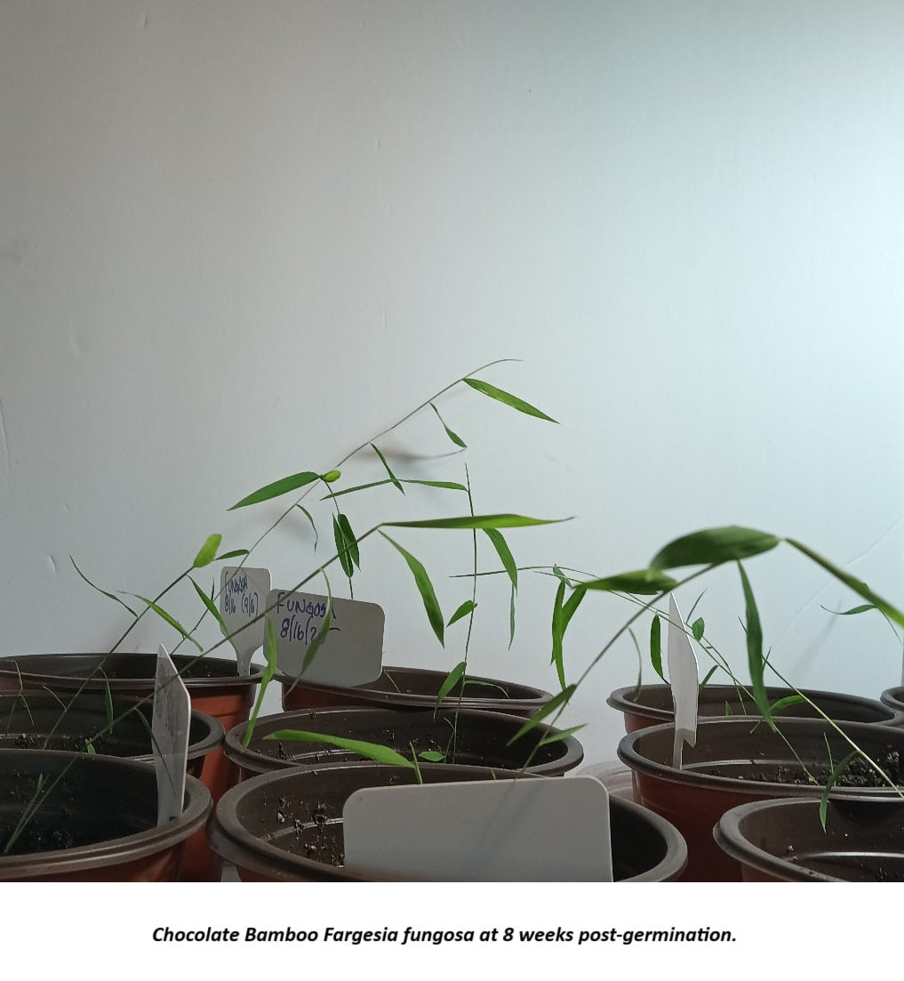 Fargesia fungosa Chocolate Bamboo seeds for sale
