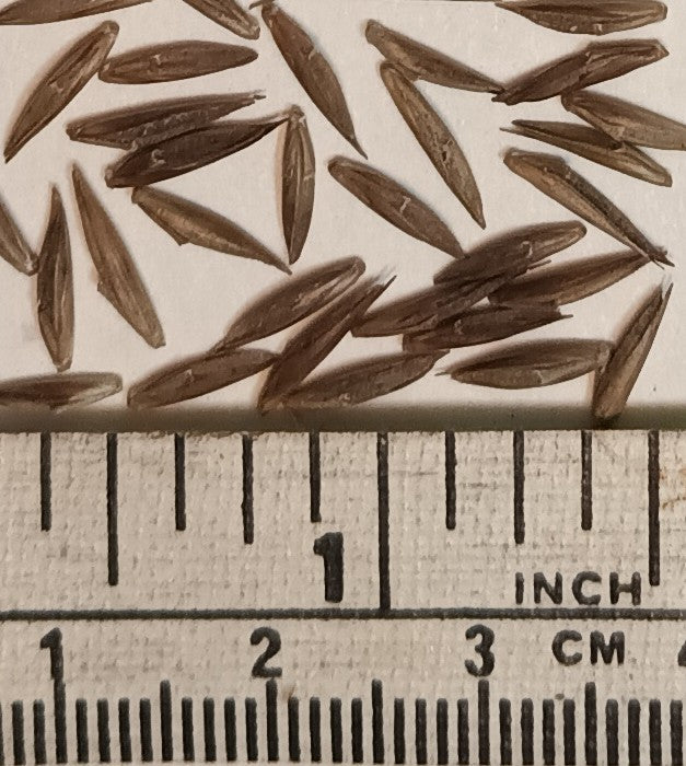 Cold Hardy Bamboo Seeds