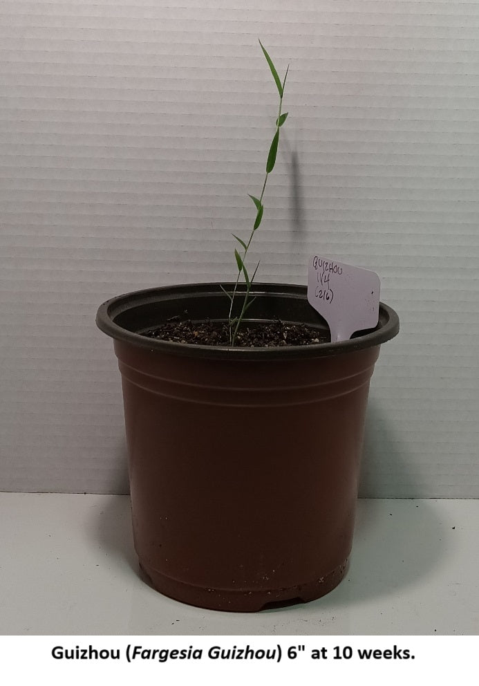 Growing Fargesia bamboo from seed