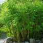 Fargesia Nitida bamboo seeds for sale