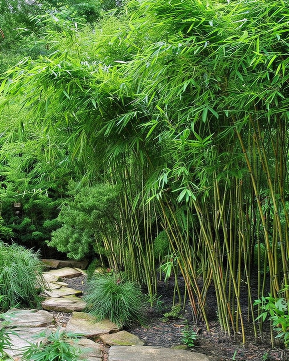 Clumping Bamboo Seeds - Fargesia nitida Fountain Bamboo seeds - The Bamboo Seed
