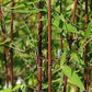 Fargesia nitida bamboo seeds for Red Fountain bamboo