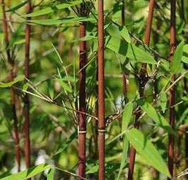 Fargesia nitida bamboo seeds for Red Fountain bamboo