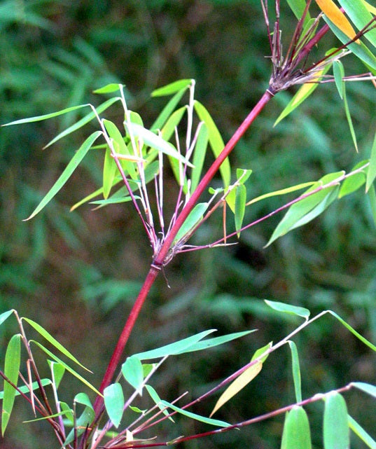 Red bamboo seeds Fargesia nitida