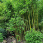 Grow Fargesia nitida bamboo from seed