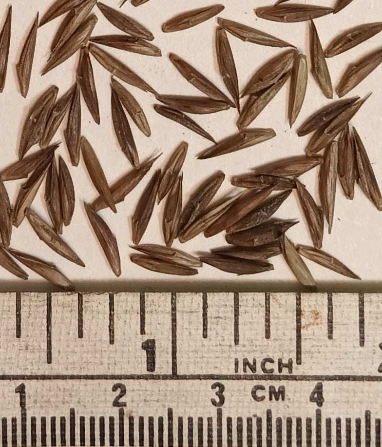 Umbrella bamboo seeds