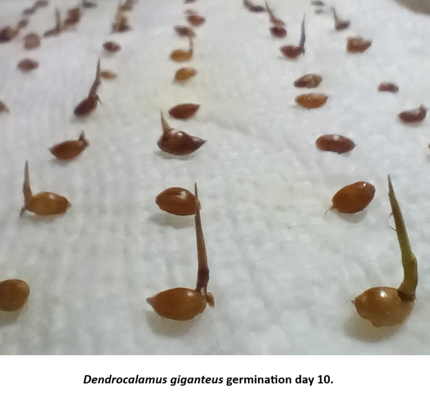 Giant bamboo seeds on day 10 of bamboo seed germination
