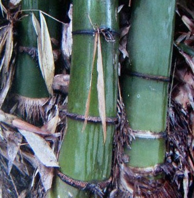 Giant Bamboo Seeds - Tibetan Bamboo Seeds - The Bamboo Seed