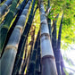 Black Betung Hitam bamboo seeds