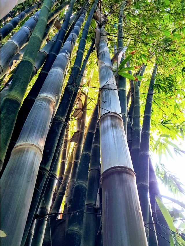 Bamboo seed germinating