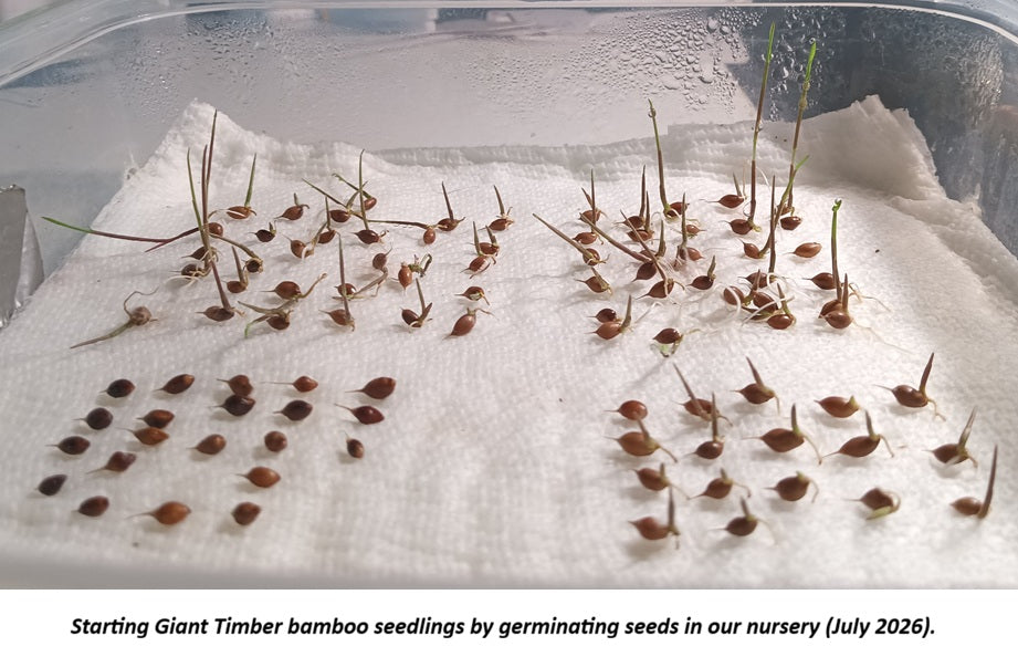 Giant Timber Bamboo seeds germinating