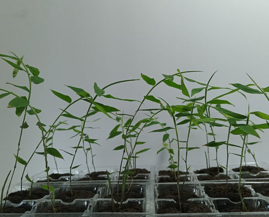 Young Dragon Bamboo plants