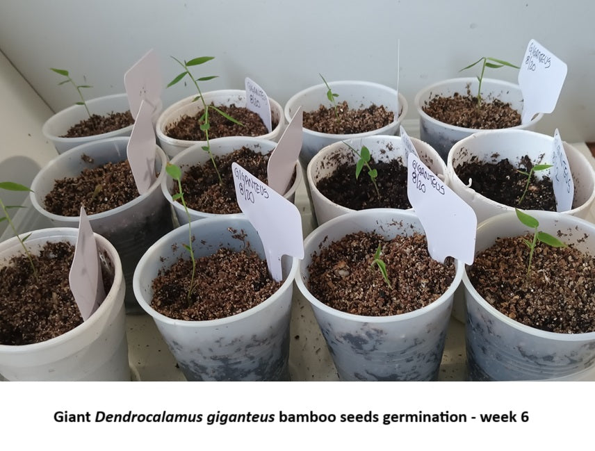 Bamboo plant seeds for sale - Dendrocalamus giganteus timber bamboo seeds