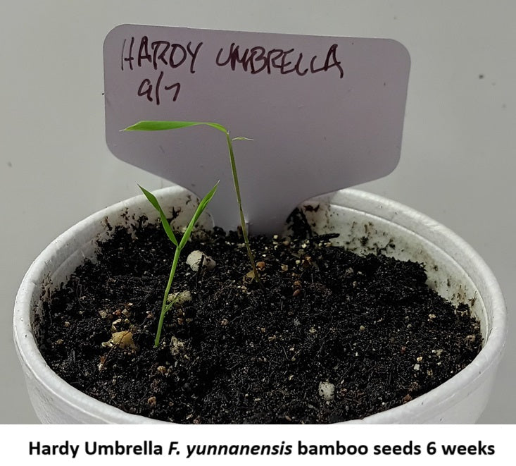 Grow bamboo from seed with Umbrella bamboo seeds