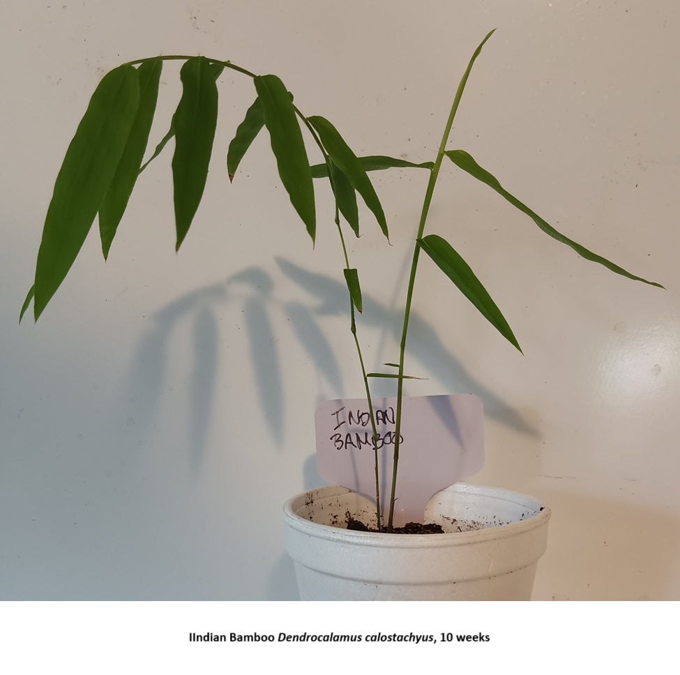 Bamboo plant seeds for sale - Dendrocalamus calostachys