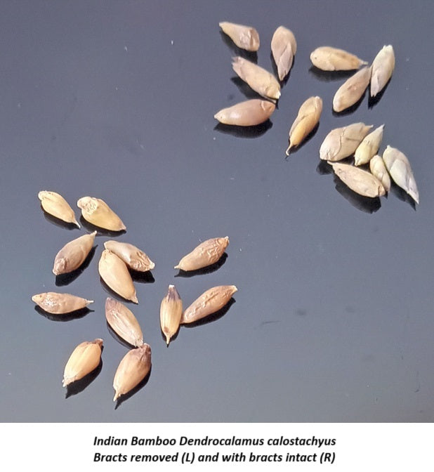 Grow bamboo from seed - Indian Timber Bamboo