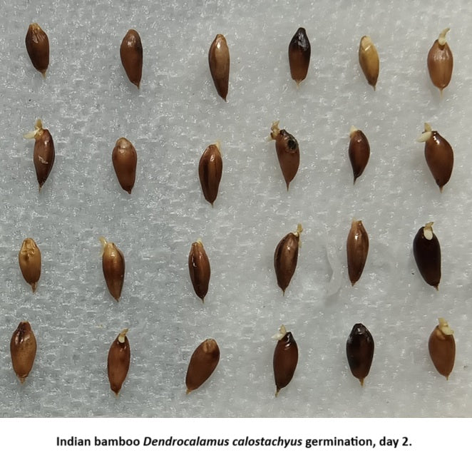 Germinate bamboo seeds - Indian Timber bamboo