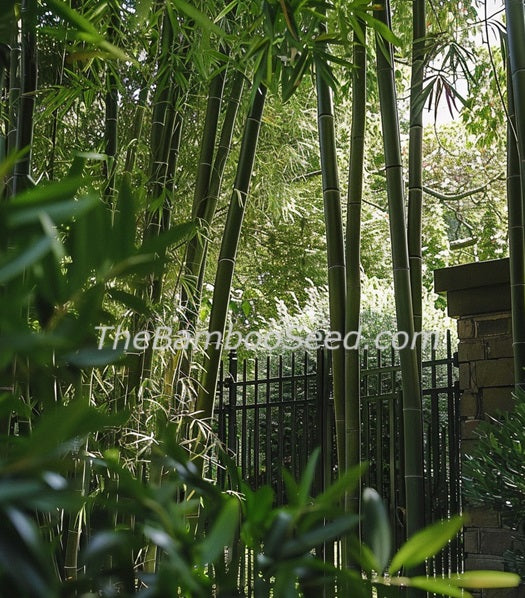 Giant Timber Bamboo Seeds - Madake Bamboo Seeds - Phyllostachys bambusoides bamboo seeds - The Bamboo Seed