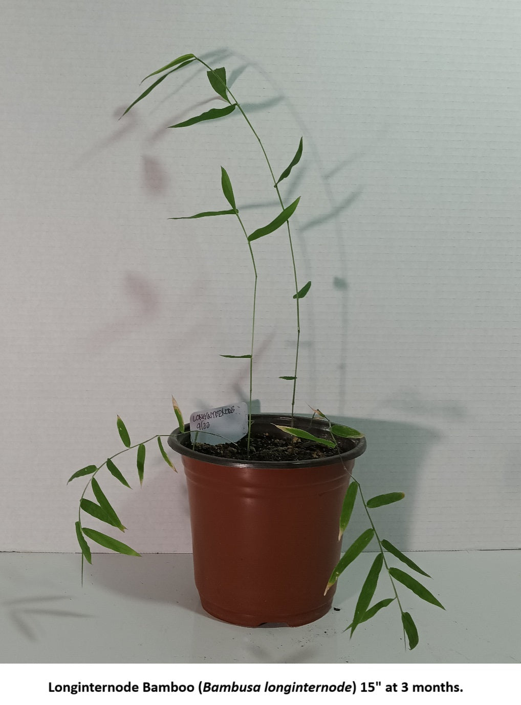 Longinternode bamboo plant from seed