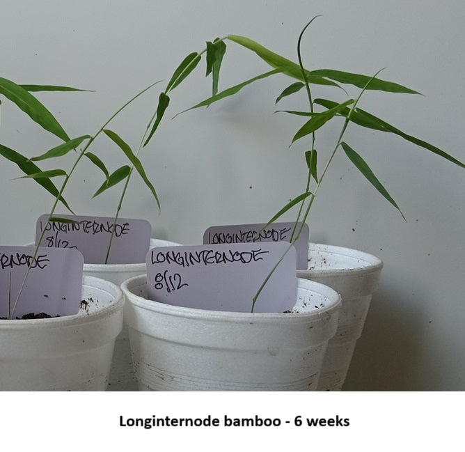 Bamboo seedlings - Longinternode bamboo