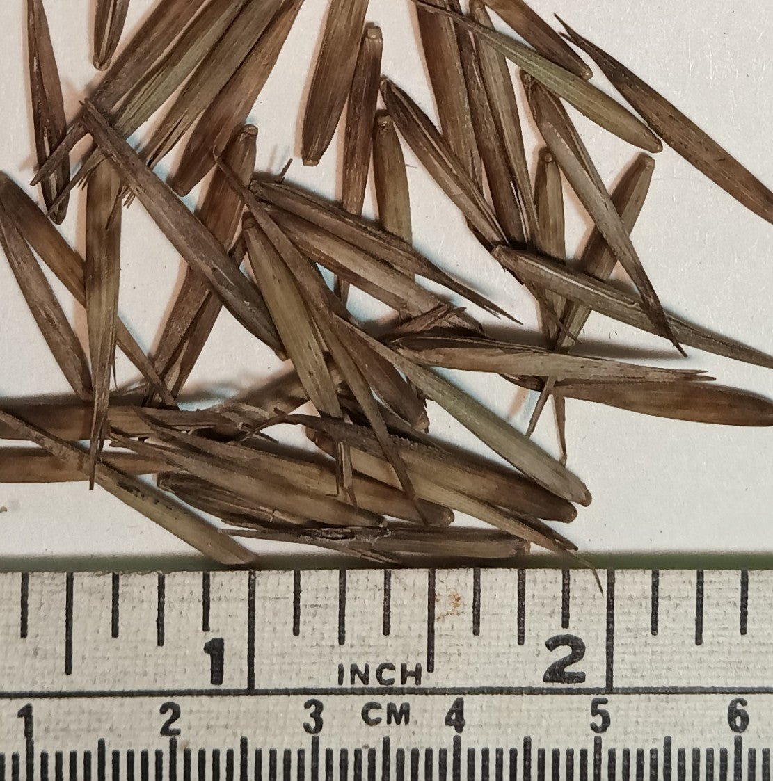 Giant Timber Bamboo Seeds - Madake Bamboo Seeds