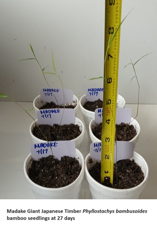 Giant Timber Bamboo Seeds - Madake Bamboo Seeds
