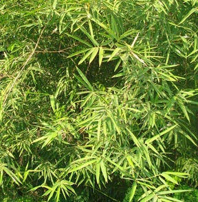 Seedling bamboo - bamboo plant seeds