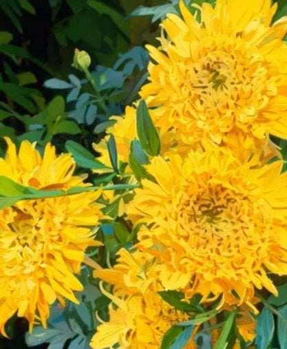 Marigold Seeds - Yellow Giant - The Bamboo Seed