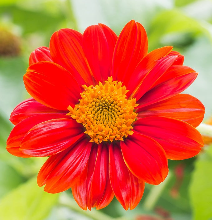 Mexican Sunflower Seeds - The Bamboo Seed