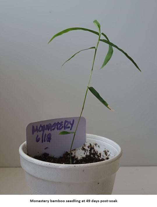Grow bamboo from seed - Thai bamboo