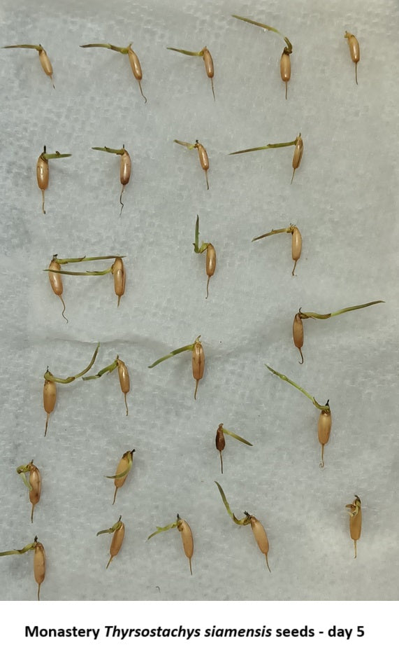 How to grow bamboo from seed- Thai Monastery bamboo seeds